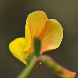 Lotus rigidus, Shrubby Deervetch, Southwest Desert Flora